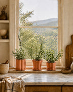 Set of 3 Terra Cotta Planters