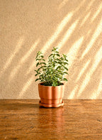 Set of 3 Terra Cotta Planters
