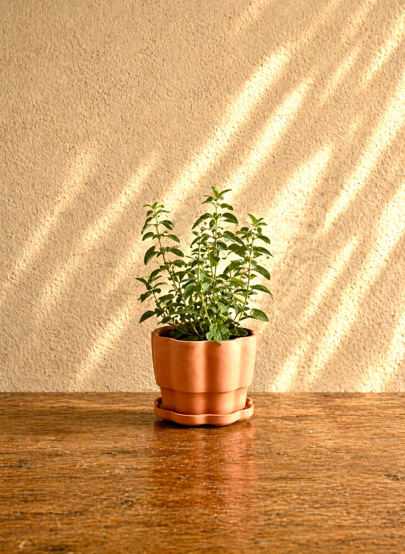 Set of 3 Terra Cotta Planters